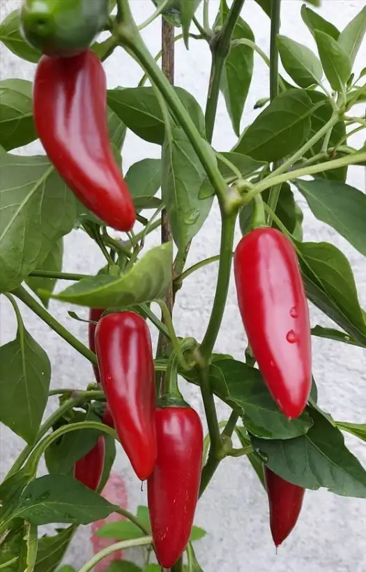 Chili / Paprika: Jalapeńo Big Guy