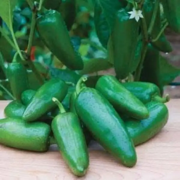 Chili / Paprika: Jalapeńo Big Guy