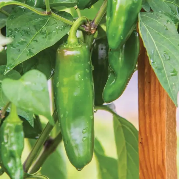 Chili / Paprika: Jalapeńo Big Guy