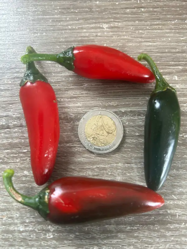 Chili: Jalapeño Black Magic