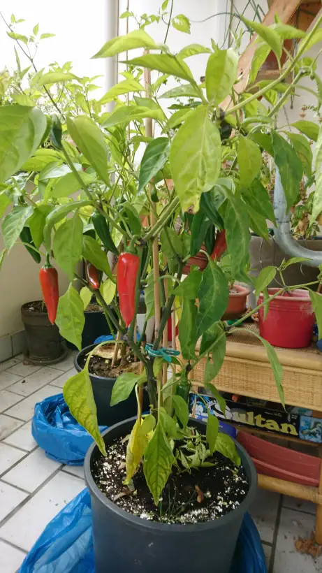 Chili / Paprika: Jalapeño, mittelscharf (2020)