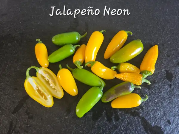 Chili: Jalapeño Neon