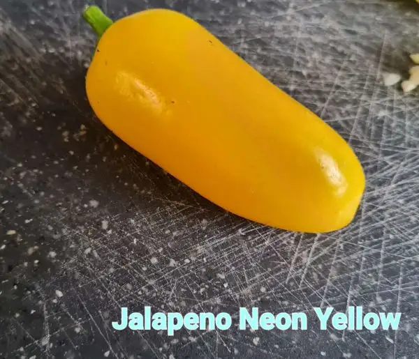 Chili / Paprika: Jalapeño Neon Yellow