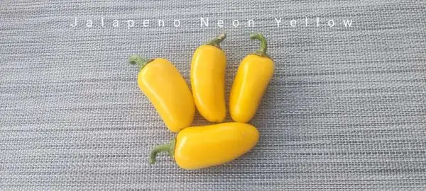 Chili / Paprika: Jalapeño Neon Yellow