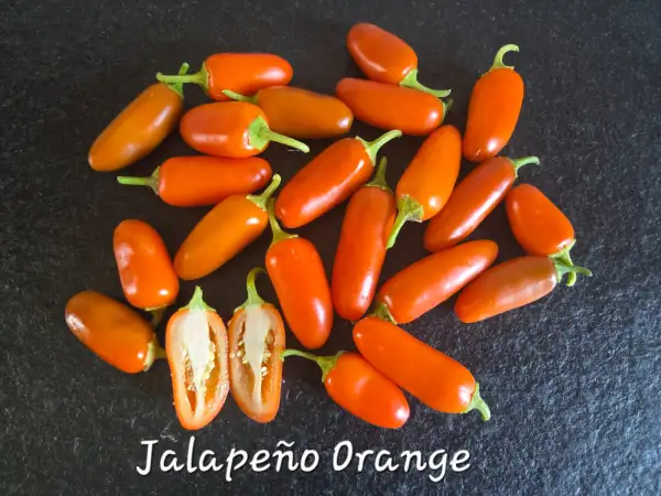 Chili: Jalapeño Orange