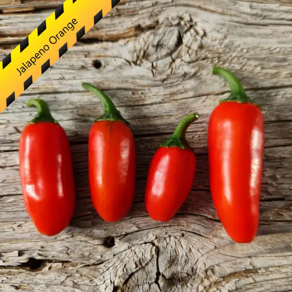 Chili: Jalapeño Orange