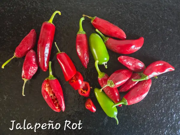 Chili: Jalapeño rot