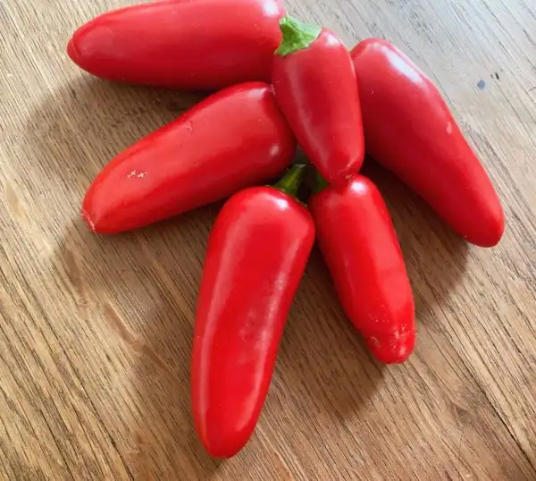 Chili / Paprika: Jalapeño rot