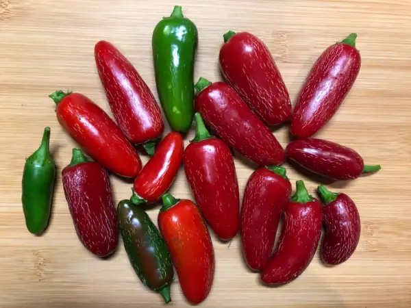 Chili / Paprika: Jalapeno