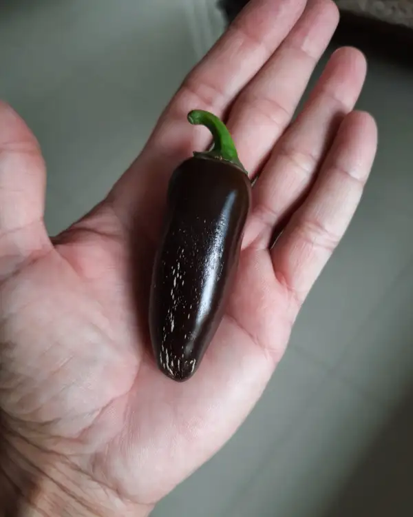 Chili / Paprika: Jalapeno Azabache