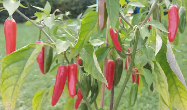 Chili / Paprika: Jalapeno Big Guy klein