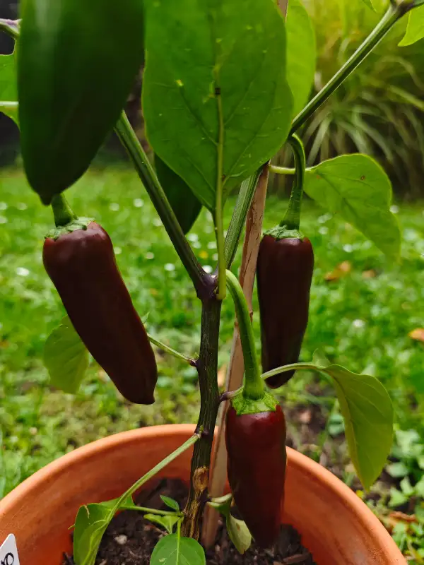 Chili / Paprika: Jalapeno Brown