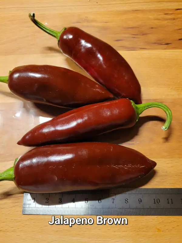 Chili / Paprika: Jalapeno Brown	Schärfe:	4	Höhe:	60-80cm