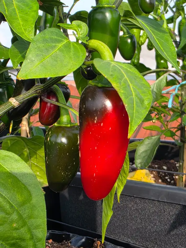 Chili / Paprika: Jalapeno Carmago