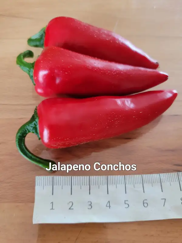 Chili / Paprika: Jalapeno Chonchos	Schärfe:	1-2	Höhe:	70cm