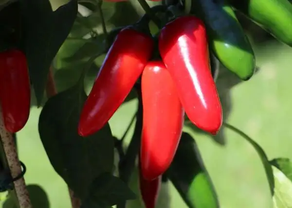 Chili / Paprika: Jalapeno Ciclon