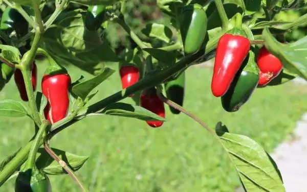 Chili / Paprika: Jalapeno Compadre