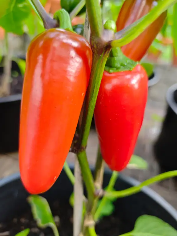 Chili / Paprika: Jalapeno Cyclone