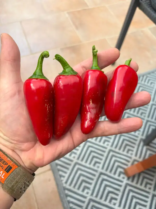 Chili / Paprika: Jalapeno Dark Red