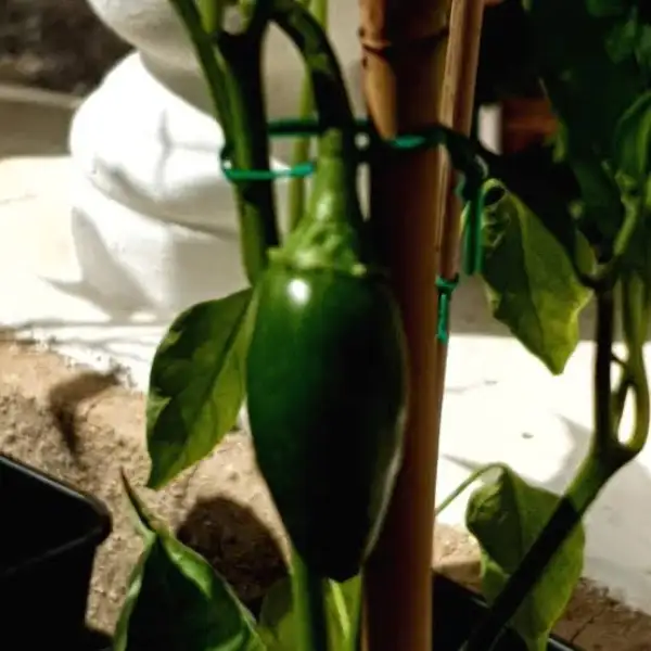 Chili / Paprika: Jalapeno Dark Red