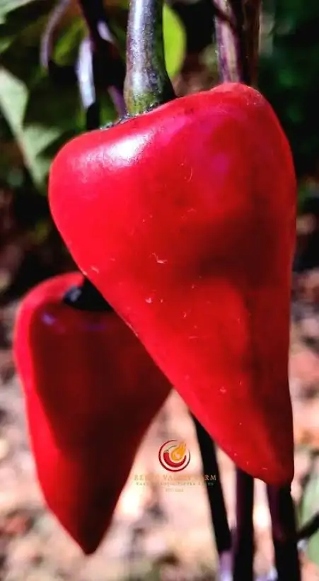 Chili: Jalapeno Deadpool
