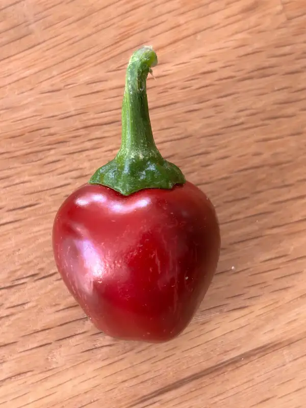 Chili: Jalapeno Dieghito