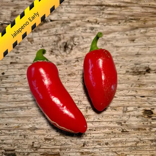 Chili: Jalapeno Early