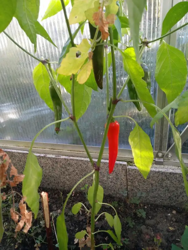 Chili / Paprika: Jalapeno Early Chili