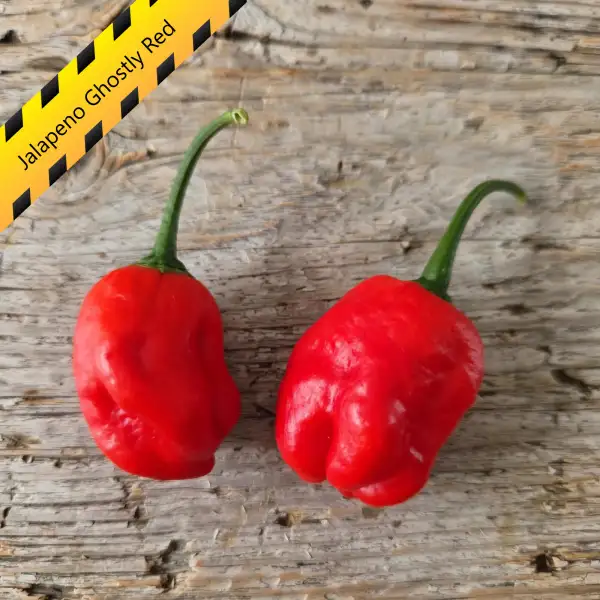 Chili: Jalapeno Ghostly Red