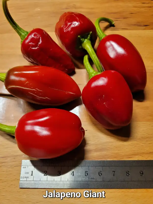 Chili / Paprika: Jalapeno Giant	Schärfe:	5-6	Höhe:	80cm