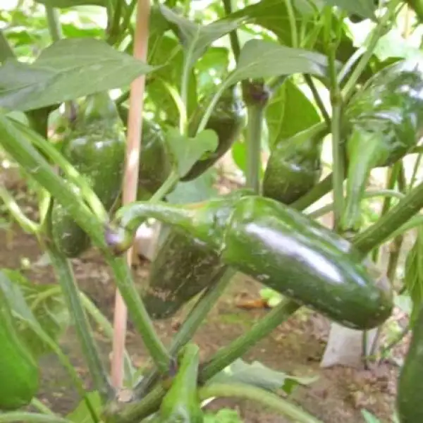 Chili / Paprika: Jalapeno Giganthia