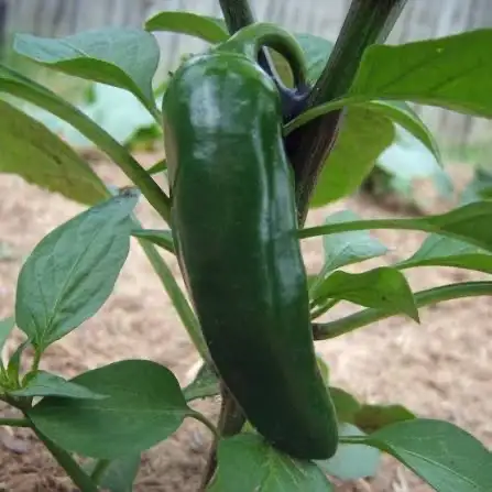 Chili / Paprika: Jalapeno Giganthia