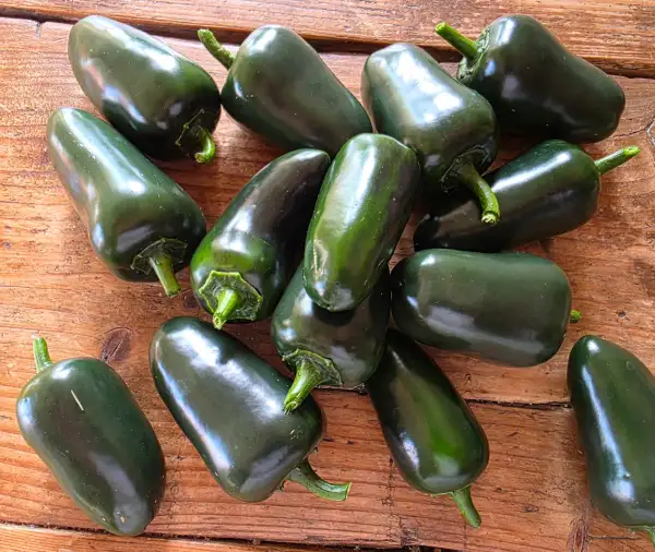 Chili / Paprika: Jalapeno I
