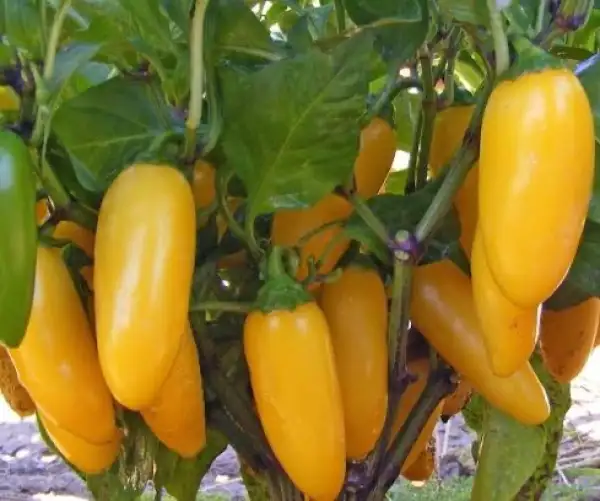 Chili / Paprika: Jalapeno Lemon Spice