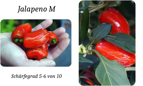 Chili / Paprika: Jalapeno M