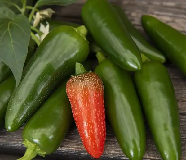 Chili / Paprika: Jalapeno M