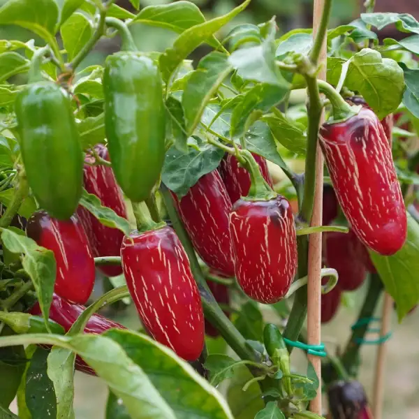 Chili: Jalapeno M
