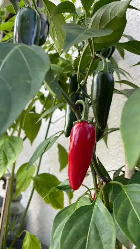 Chili: Jalapeno M
