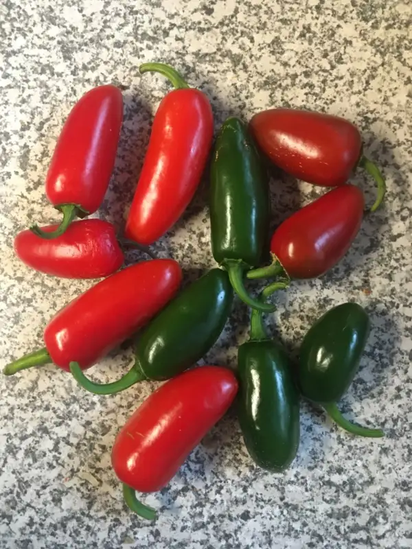 Chili / Paprika: Jalapeno M