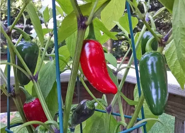 Chili / Paprika: Jalapeno M (Schärfe 5-6)