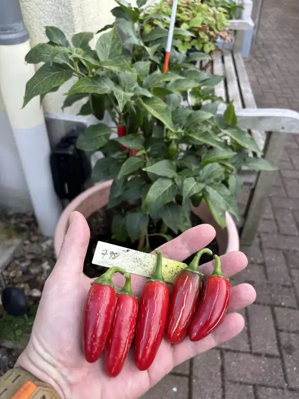 Chili: Jalapeno Mitla (C. Annuum)