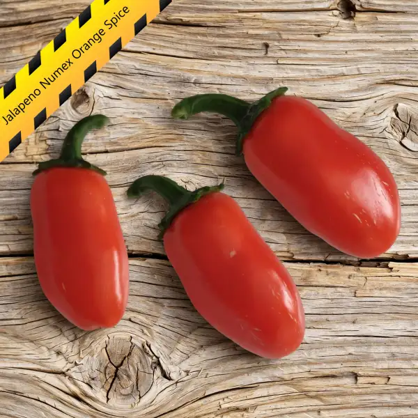 Chili: Jalapeno Numex Orange Spice