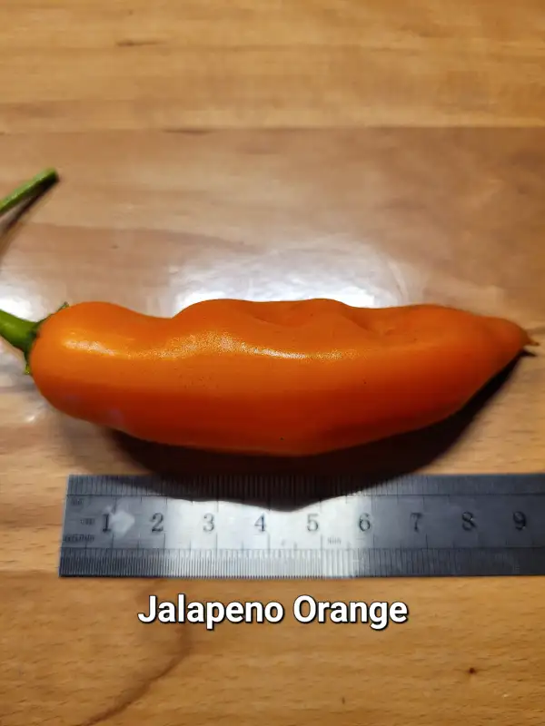 Chili / Paprika: Jalapeno Orange	Schärfe:	4-5	Höhe:	80cm