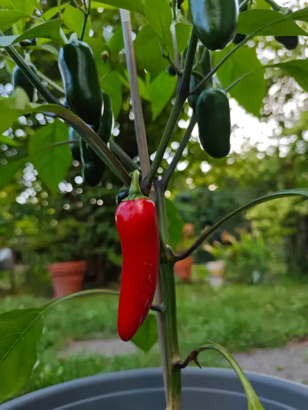 Chili / Paprika: Jalapeno Purple