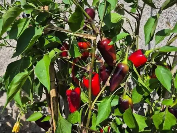 Chili: Jalapeno Purple