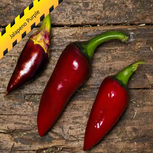 Chili: Jalapeno Purple