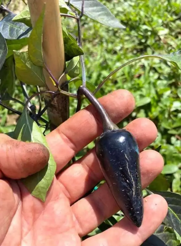 Chili / Paprika: Jalapeno Purple