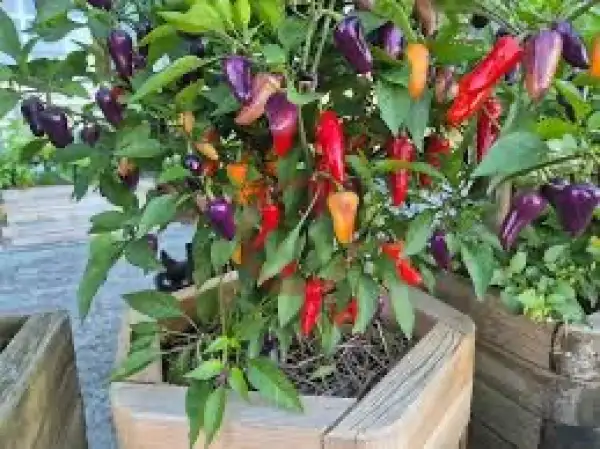 Chili: Jalapeno Purple Multicolor