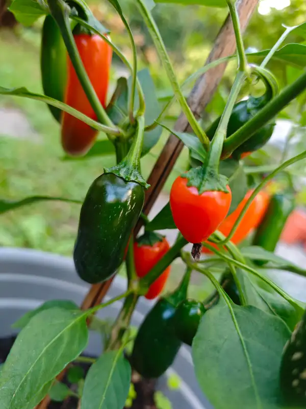 Chili / Paprika: Jalapeno Ruben