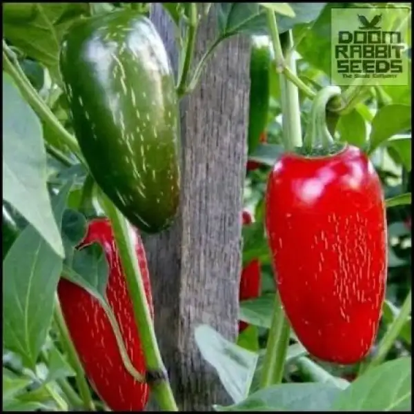 Chili / Paprika: Jalapeno Ruben